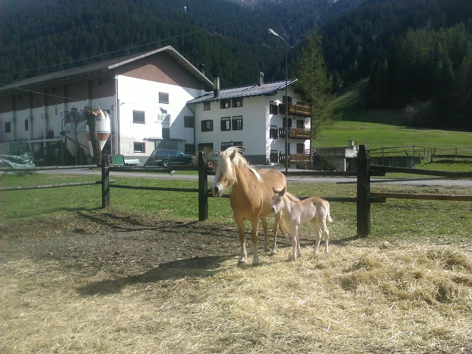 Agriturismo Raethia イゾラッチャ エクステリア 写真