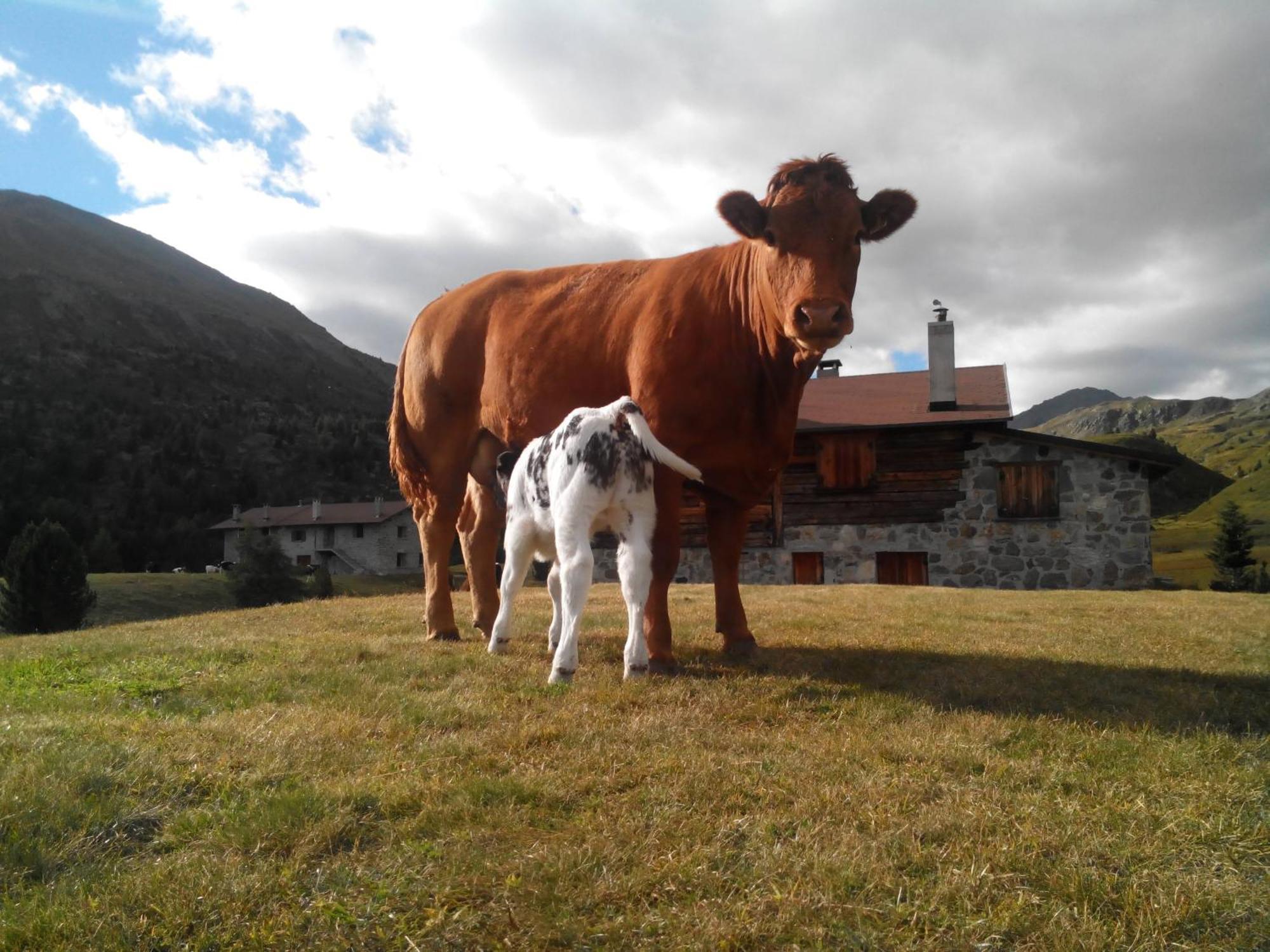 Agriturismo Raethia イゾラッチャ エクステリア 写真